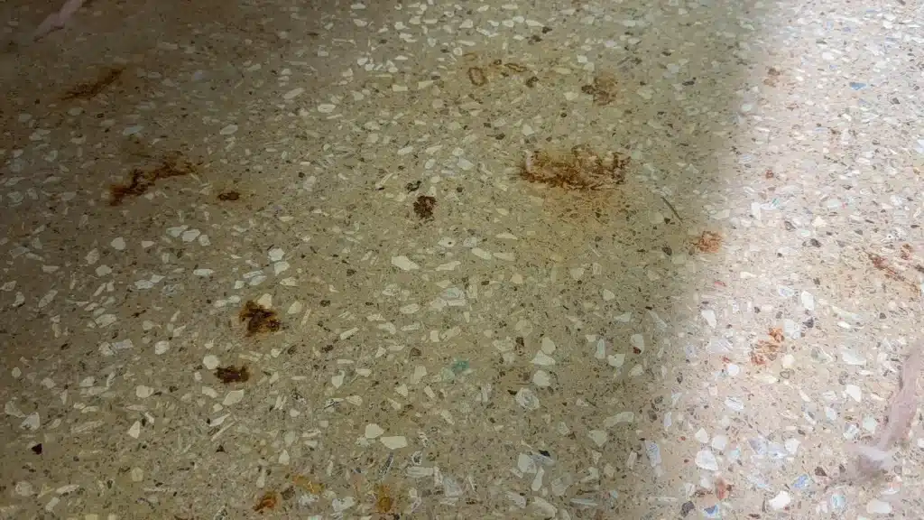 Epoxy terrazzo floor showing rust-like stains and discoloration before restoration in Pearland TX